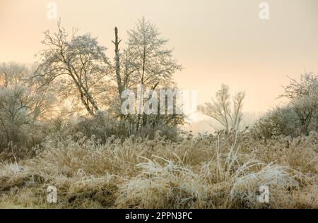 Winterlandschaft mit Waldbäumen in einem Landschaftsschutzgebiet namens Goachat bei Schrobenhausen (Bayern) (Deutschland) Stockfoto