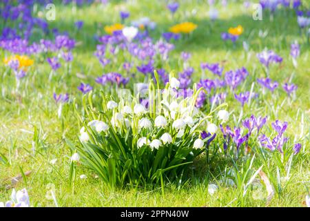 Schöne Snwoflake Frühlingsblumen blühen Stockfoto