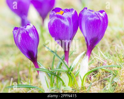 Nahaufnahme von lila Krokus Blüten mit Tiefenschärfe und geringe Schärfentiefe Stockfoto