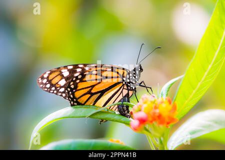Makro einer Monarchfalter (danaus Plexippus) auf einer Blume Stockfoto