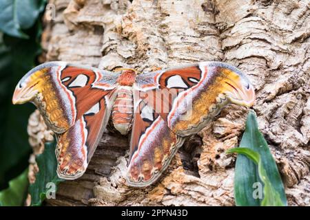 Makro von einem Atlas Moth (Attacus Atlas) sitzen auf einem Baumstamm Stockfoto