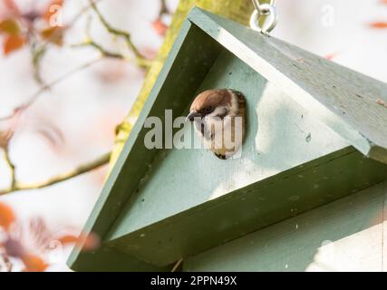 Eurasische Tree Sparrow in ein grünes Holz Vogelhaus Stockfoto