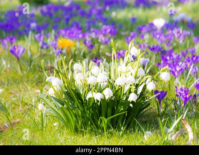 Schöne Snwoflake Frühlingsblumen blühen Stockfoto