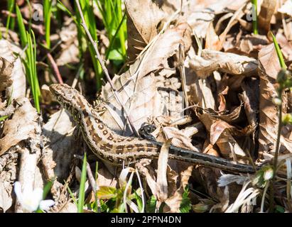 Sandechse (Lacerta agilis), die sich zwischen verwelkten Blättern versteckt Stockfoto