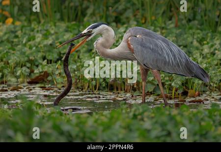 Toller Blaureiher auf der Jagd nach Schlangen und Fischen in Florida Stockfoto