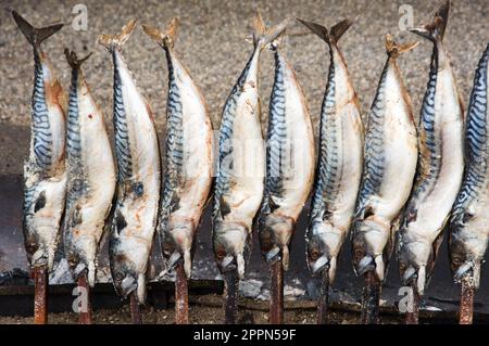 Steckerlfisch (gegrillter Fisch am Stiel) - traditionelle Mahlzeit gesehen am Oktoberfest in München Stockfoto