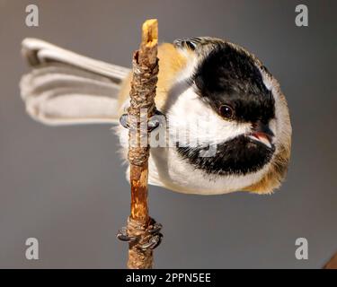 Nahaufnahme des Chickadee-Profils auf einem Zweig mit grauem Hintergrund mit offenem Schnabel und offener Zunge in seiner Umgebung und Umgebung. Stockfoto