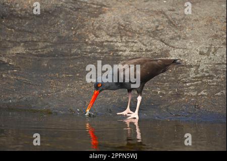 Schwarzer Austernfischer (Haematopus bachmani), ausgewachsen, füttert, am Wasserrand entlang der felsigen Küste stehend, utricularia ochroleuca (U.) (U.) Stockfoto