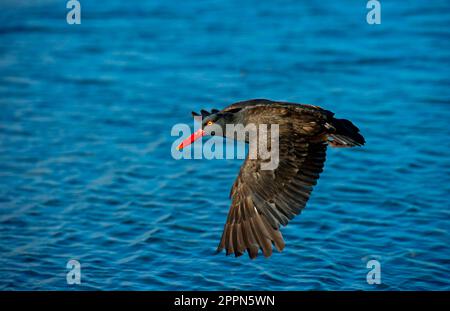 Schwarzer Oystercatcher (Haematopus ater), Erwachsener, auf dem Flug über Meer, Falklandinseln Stockfoto