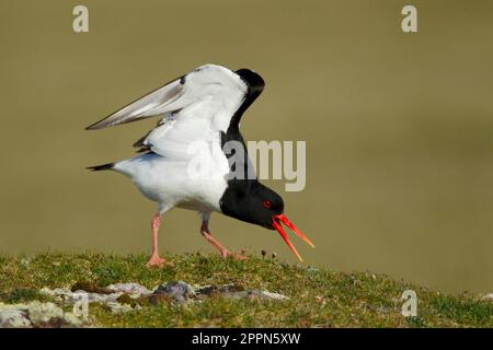 Eurasischer austernfischer (Haematopus ostralegus), ausgewachsen, Sommerzucht, Flügel zum Sprechen und Stretchen, steht auf einem Hügel im Küstengrasland Stockfoto