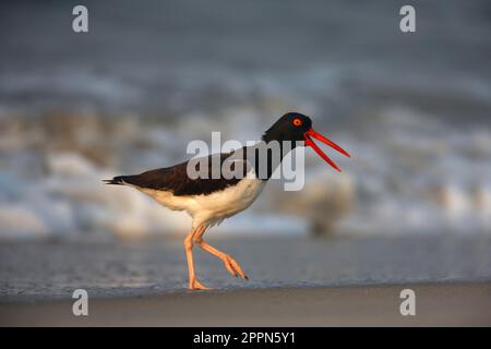 American Oystercatcher (Haematopus palliatus), Erwachsener, ruft, Strandspaziergang, New utricularia ochroleuca (U.) (U.) (U.) S. A. Sommer Stockfoto