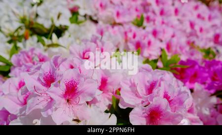 Rosa und weiße Hortensien im Uminonakamichi Seaside Park, Fukuoka, Japan. Stockfoto