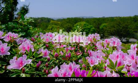 Rosa Hortensien im Uminonakamichi Seaside Park, Fukuoka, Japan. Stockfoto