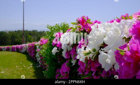 Rosa und weiße Hortensien im Uminonakamichi Seaside Park, Fukuoka, Japan. Stockfoto