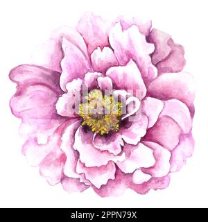 Aquarelle Darstellung einer pinkfarbenen Pfingstrose, isoliert auf weißem Hintergrund. Stockfoto