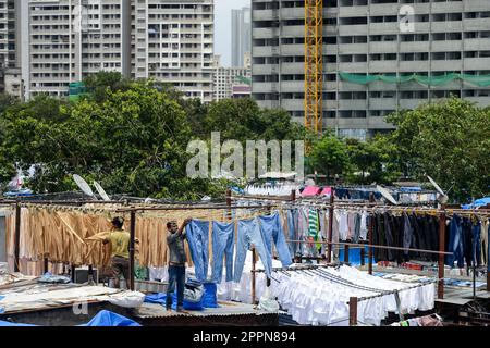 INDIEN, Mumbai, Slum mit Dhobi Ghat-Wäscherei und dem Bau eines neuen Wolkenkratzers im Vorort Mahalaxmi, Mahalakshmi Dhobi Ghat ist eine Freiluft-Wäscherei, die Menschen hier arbeiten, heißen Dhobi Wallah - Waschmann, trocknende Jeans an der Wäscheleine Stockfoto