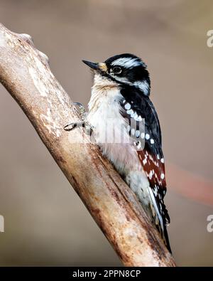 Woodpecker weibliche Nahaufnahme eines Astes mit einem unscharfen braunen Hintergrund in seinem Lebensraum in Weiß und Schwarz und Weiß. Stockfoto