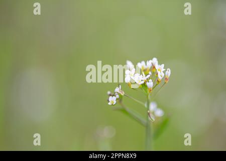 Arabidopsis thaliana (Talkresse) kleine Unkrautmodellpflanze, Makro-Nahaufnahme Stockfoto