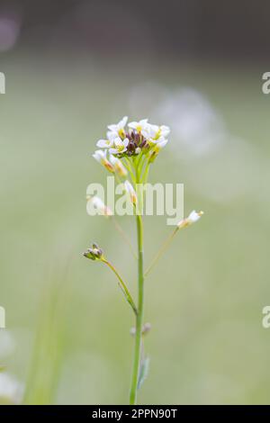 Arabidopsis thaliana (Talkresse) kleine Unkrautmodellpflanze, Makro-Nahaufnahme Stockfoto