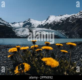 Blick auf den Portage-Gletscher im Chugach-Gebirge und Portage-See im Hintergrund und rosafarbenes Feuerweed im Vordergrund. In den USA gedreht Stockfoto