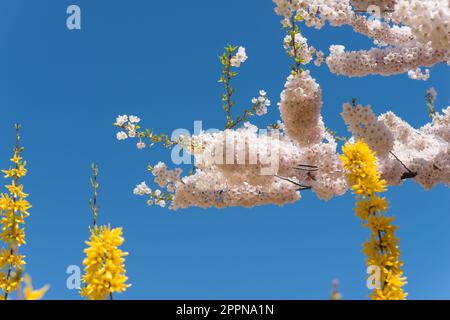 Kirschblüten und Forsythienblüten an einem tiefblauen, klaren Himmel Stockfoto