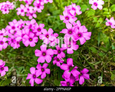 Ein Nahfoto von Oxalis articulata Savigny, allgemein bekannt als Kleeblumen, die im Frühling auf einer grünen Wiese blühen. Stockfoto