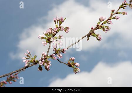 Kirschblüten auf einem Ast und fotografiert vor einem wolkenlosen blauen Himmel Stockfoto