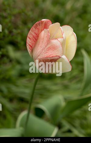 Variegierte gelbe rote Tulpe Nahaufnahme Stockfoto