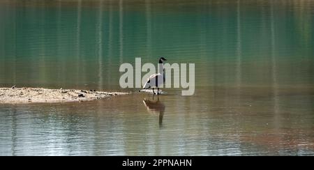 Eine kanadische Gans, die auf einer kleinen Sandinsel inmitten von türkisfarbenem grünen Wasser steht Stockfoto