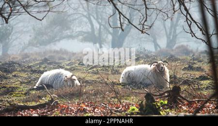 Zwei Drenthe-Heath-Schafe liegen früh am Morgen in einem Heidenland. Der Morgennebel hängt immer noch über der Heide. Diese Rasse ist die älteste überlebende Rasse Stockfoto