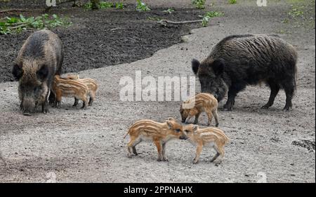Weibliche Wildschweine und ihre Babys. Zwei Sauen und ihre Ferkel, die Teil einer Echolot sind. Stockfoto
