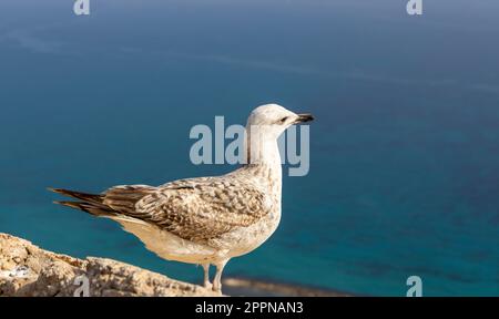 Möwe auf einem Stein vor dem Hintergrund des Meeres in der Sonne. Die Möwe befindet sich auf der Festungsmauer vor dem Hintergrund des mittelmeers. Co Stockfoto