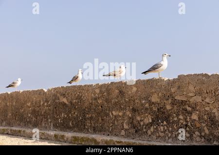 Möwen auf einem Stein vor dem Hintergrund des Himmels in der Sonne. Die Möwe befindet sich auf der Festungsmauer vor dem Hintergrund des mittelmeers. C Stockfoto