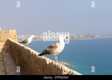 Möwen auf einem Stein vor dem Hintergrund des Meeres und blauer Himmel in der Sonne. Die Möwe befindet sich auf der Festungsmauer vor dem Hintergrund des mittelmeers Stockfoto