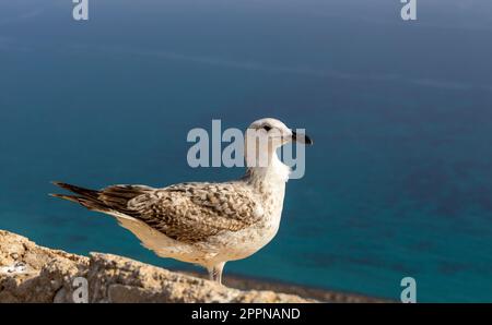 Möwe auf einem Stein vor dem Hintergrund des Meeres in der Sonne. Die Möwe befindet sich auf der Festungsmauer vor dem Hintergrund des mittelmeers. Co Stockfoto