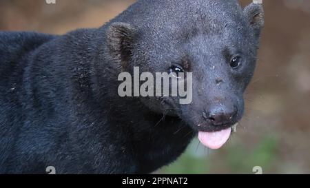 Nahaufnahme eines Tayra, Costa Rica Stockfoto