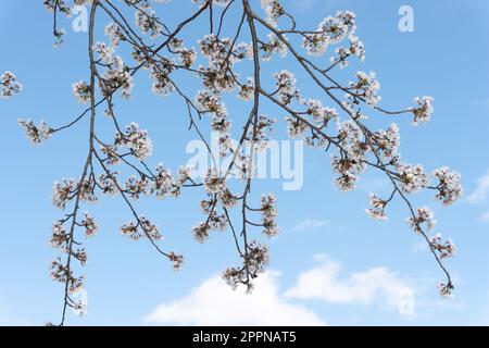 Äste mit Kirschblüten an einem wunderschönen Himmel Stockfoto