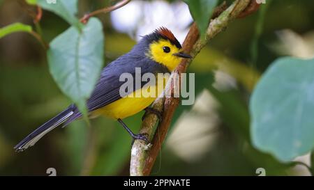 Gekräuselter RotStart, endemischer Vogel aus Costa Rica und Panama Stockfoto