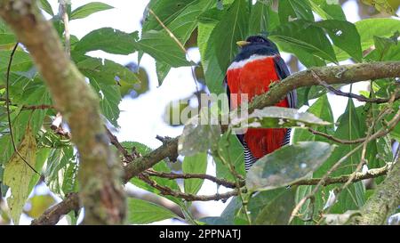 Ein Trogon mit Kragen, ein bunter Vogel aus Costa Rica Stockfoto