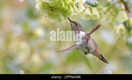 Weiblicher Kolibri aus dem Vulkan füttert sich an einer Blume, Costa Rica Stockfoto