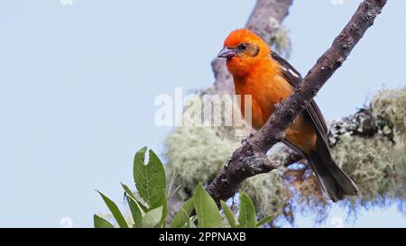 Männlicher flammenfarbener Tanager, Vogel von Costa Rica Stockfoto