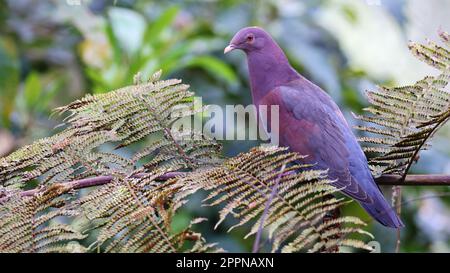 Rotschnabeltaube, Vogel von Costa Rica Stockfoto