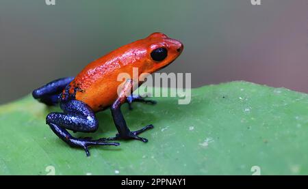 Erdbeer-Giftpfeil-Frosch auf grünem Blatt, Costa Rica Stockfoto