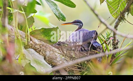 Sunbittern im Nest, Costa Rica Stockfoto