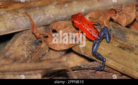 Erdbeer-Giftpfeil-Frosch auf grünem Blatt, Costa Rica Stockfoto