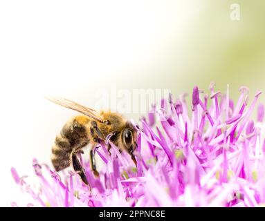 Bienenpollen auf einer lila Riesenzwiebel (Allium giganteum) Blume sammeln Stockfoto