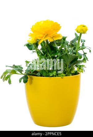 Nahaufnahme von einer isolierten getopft gelbe Ranunkeln Blume Stockfoto