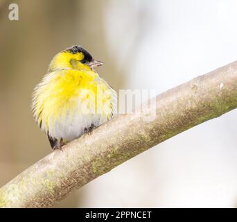 Männliche Black-headed Stieglitz (Zuchtjahr Spinus) auf dem Ast eines Baumes sitzt Stockfoto