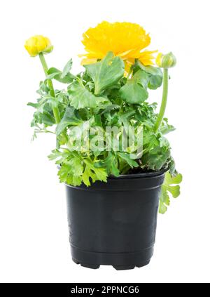 Nahaufnahme von einer isolierten getopft gelbe Ranunkeln Blume Stockfoto