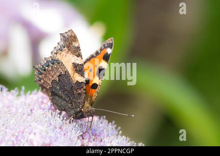 Kleine schildpatt Schmetterling (Nymphalis urticae) auf eine Hortensie Blume Stockfoto